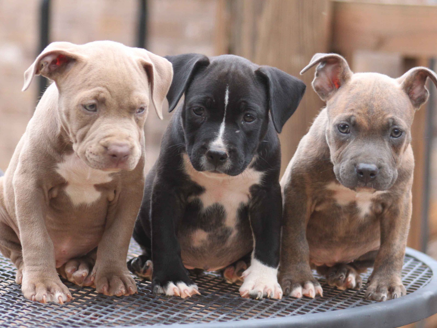 Три щенка питбуля