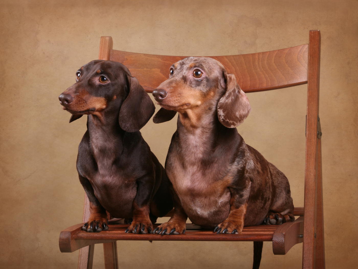 Две таксы на стуле