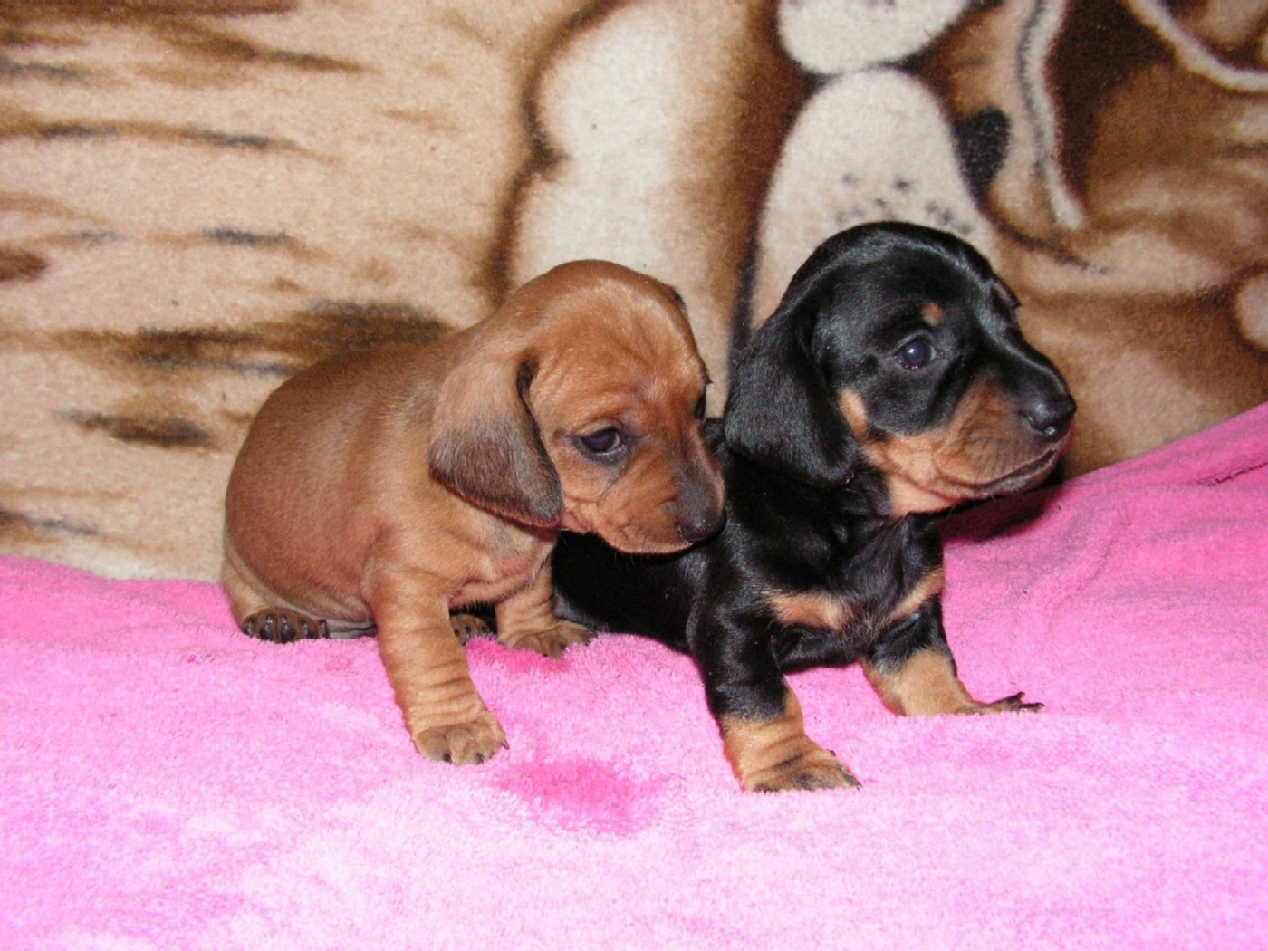 Two dachshund puppy