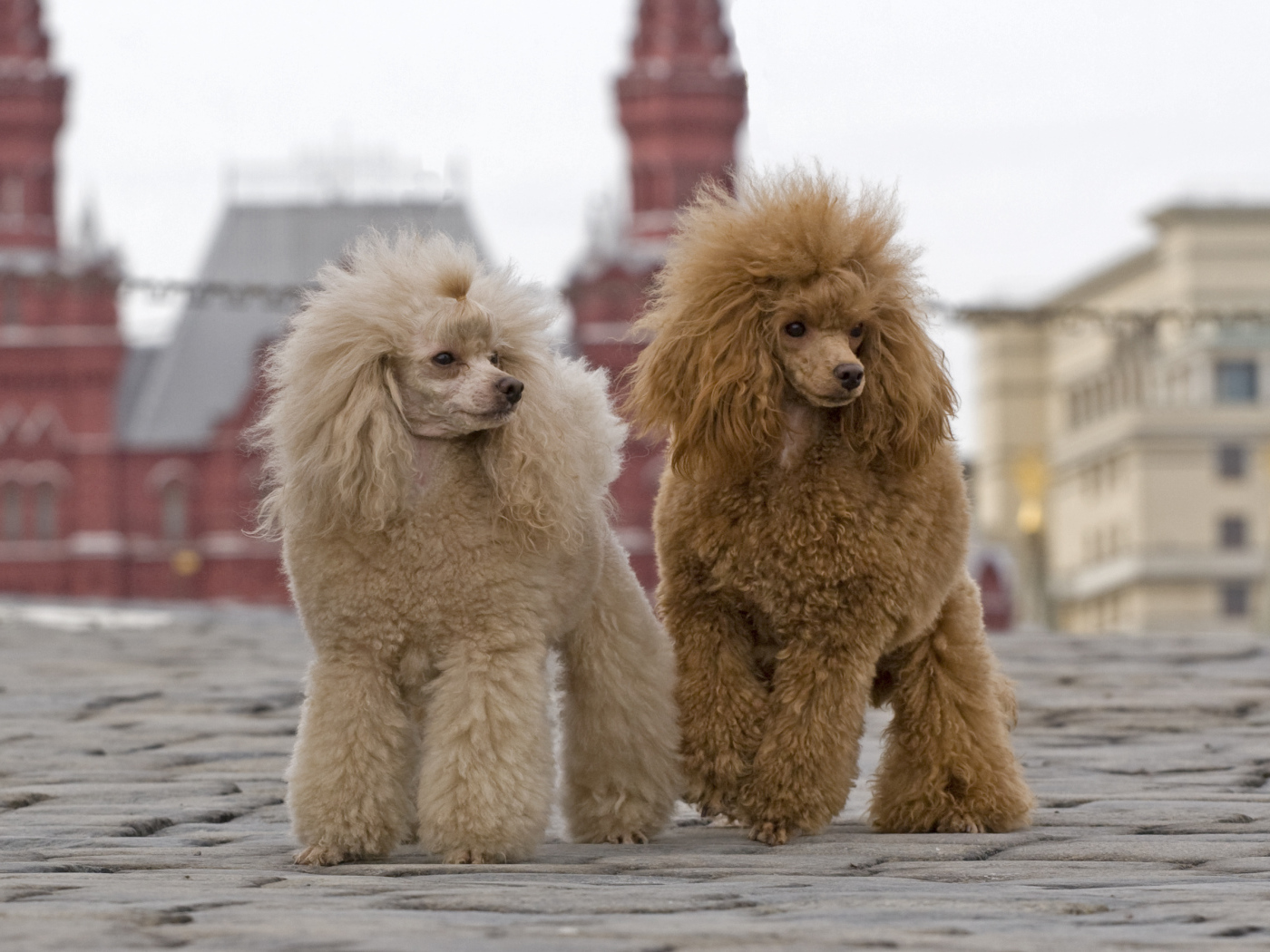 Два пуделя на Красной площади