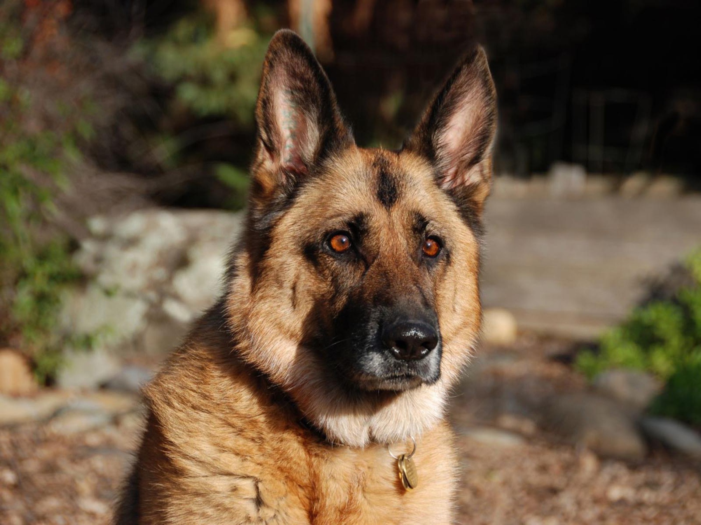 Взгляд немецкой овчарки