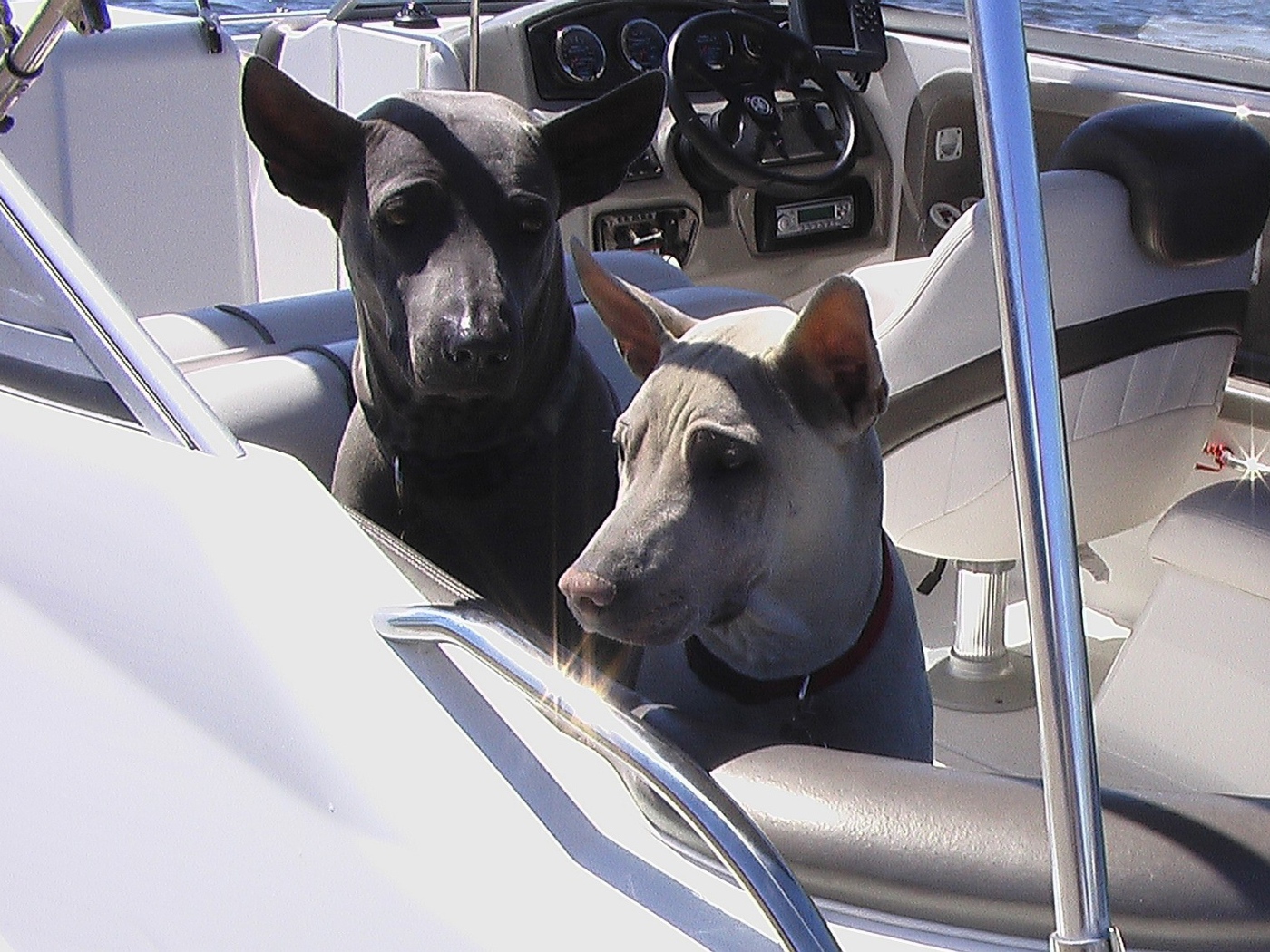 Прогулка тайских риджбеков на катере