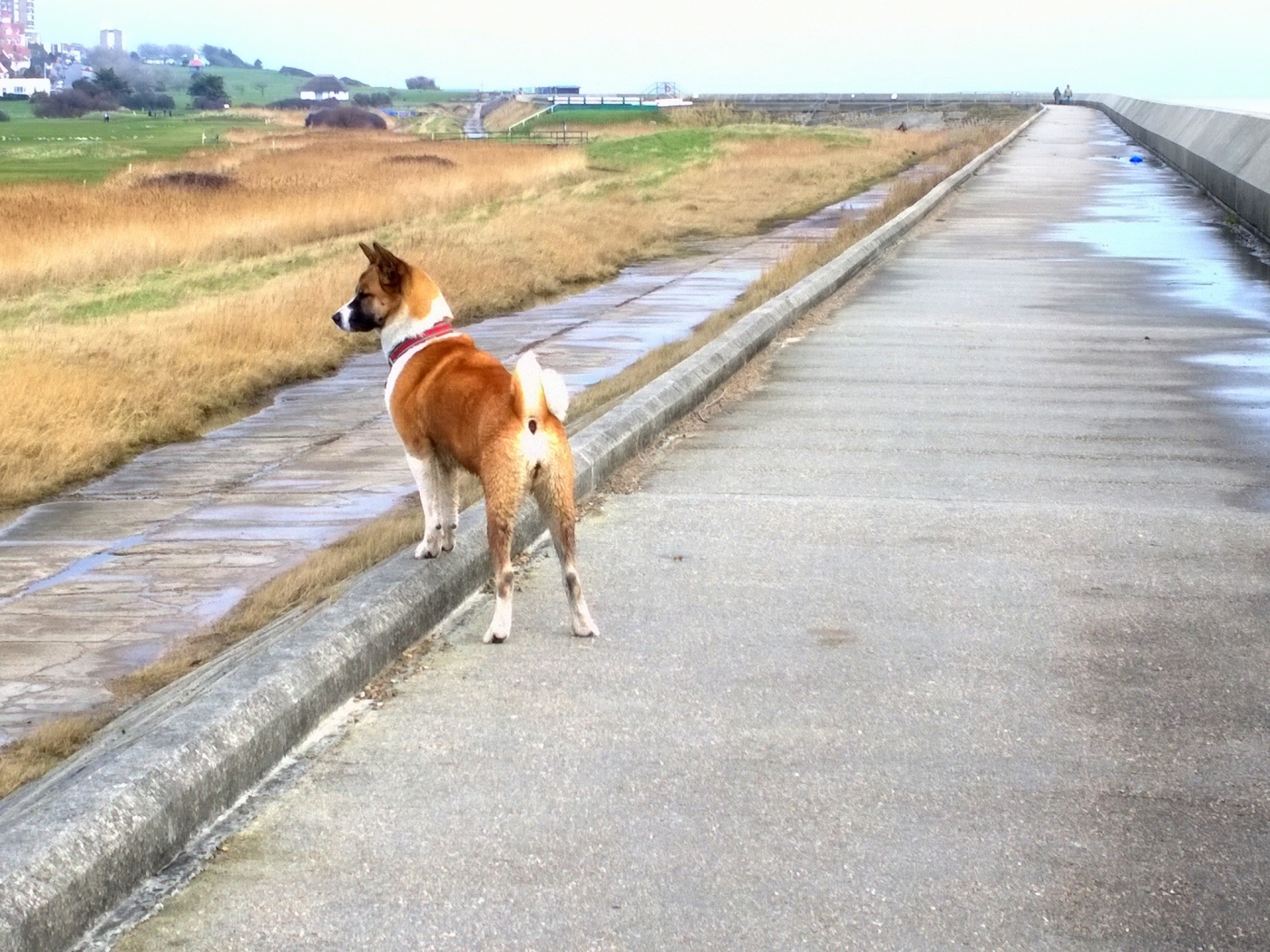 Прогулка американской акиты у моря
