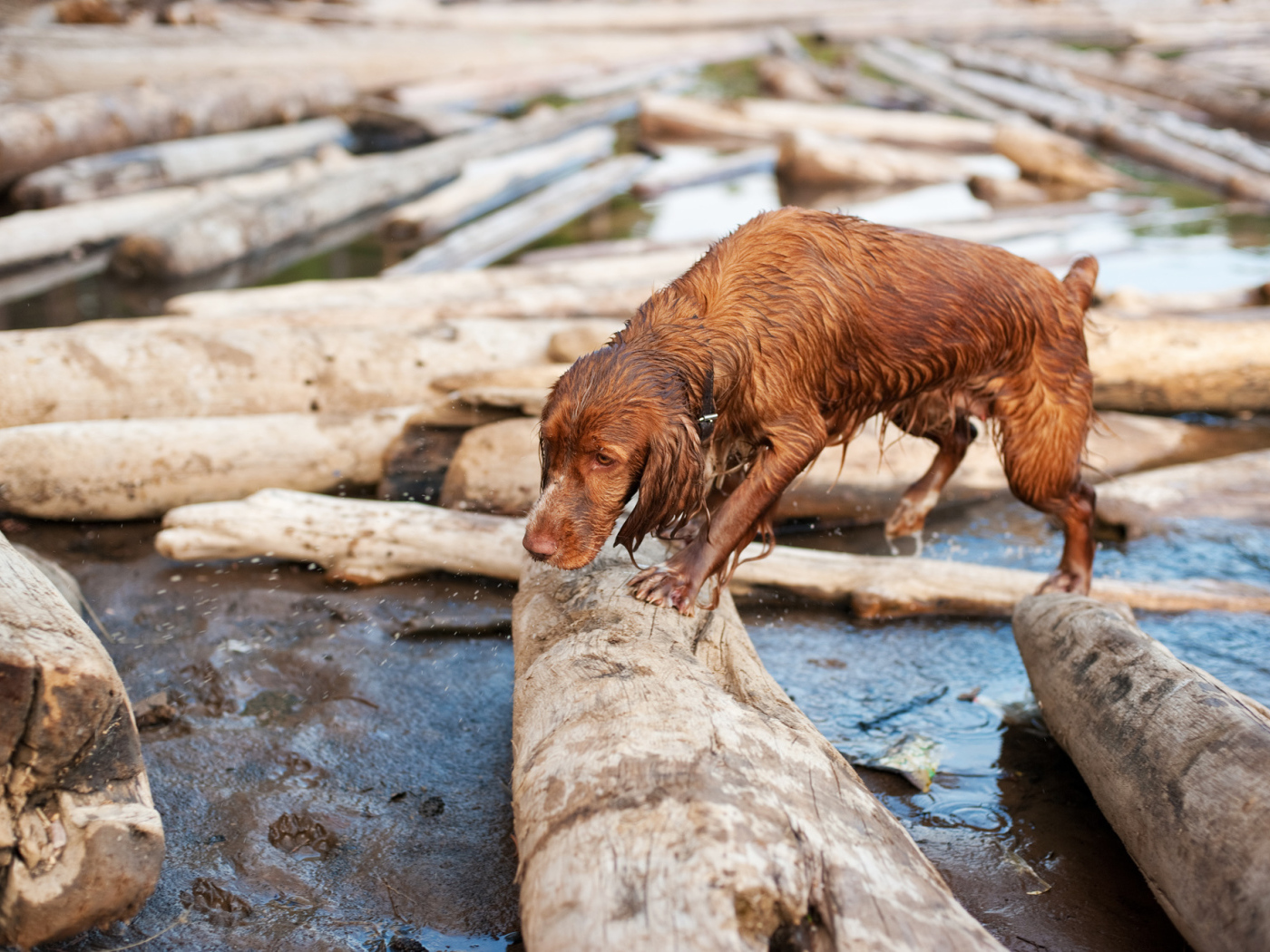 Мокрый спаниель на бревнах