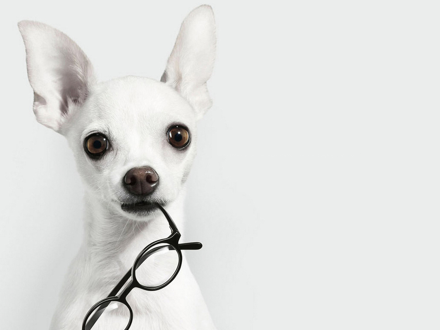 Белая чихуахуа с очками