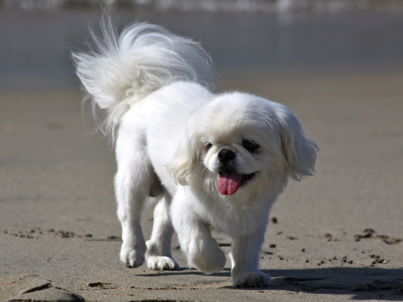 Белый пекинес на пляже