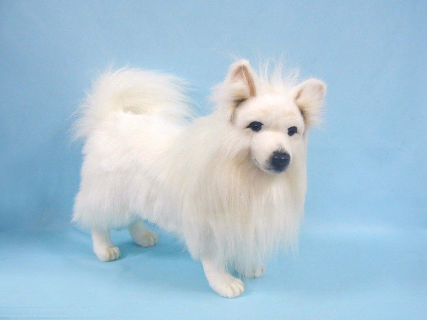 Белый шпиц на голубом фоне
