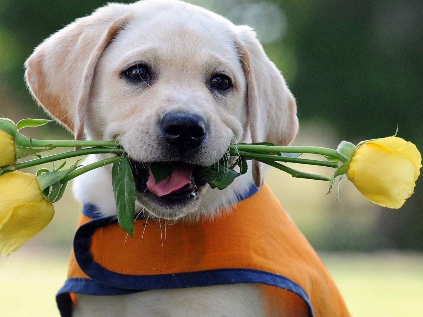 Щенок дарит жёлтые розы