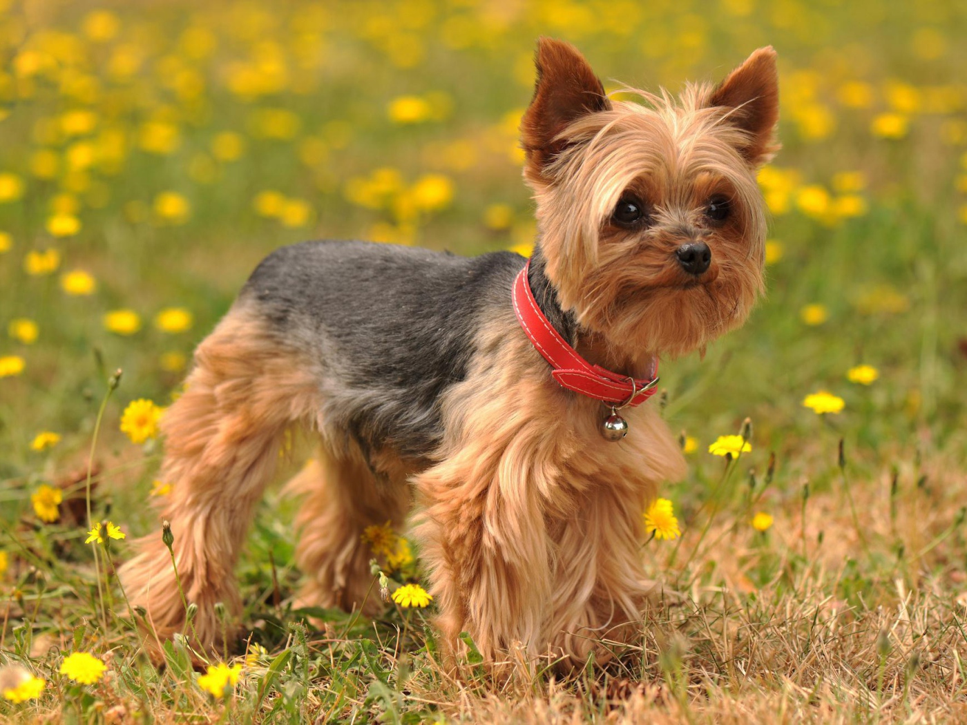 Йоркширский терьер на лугу