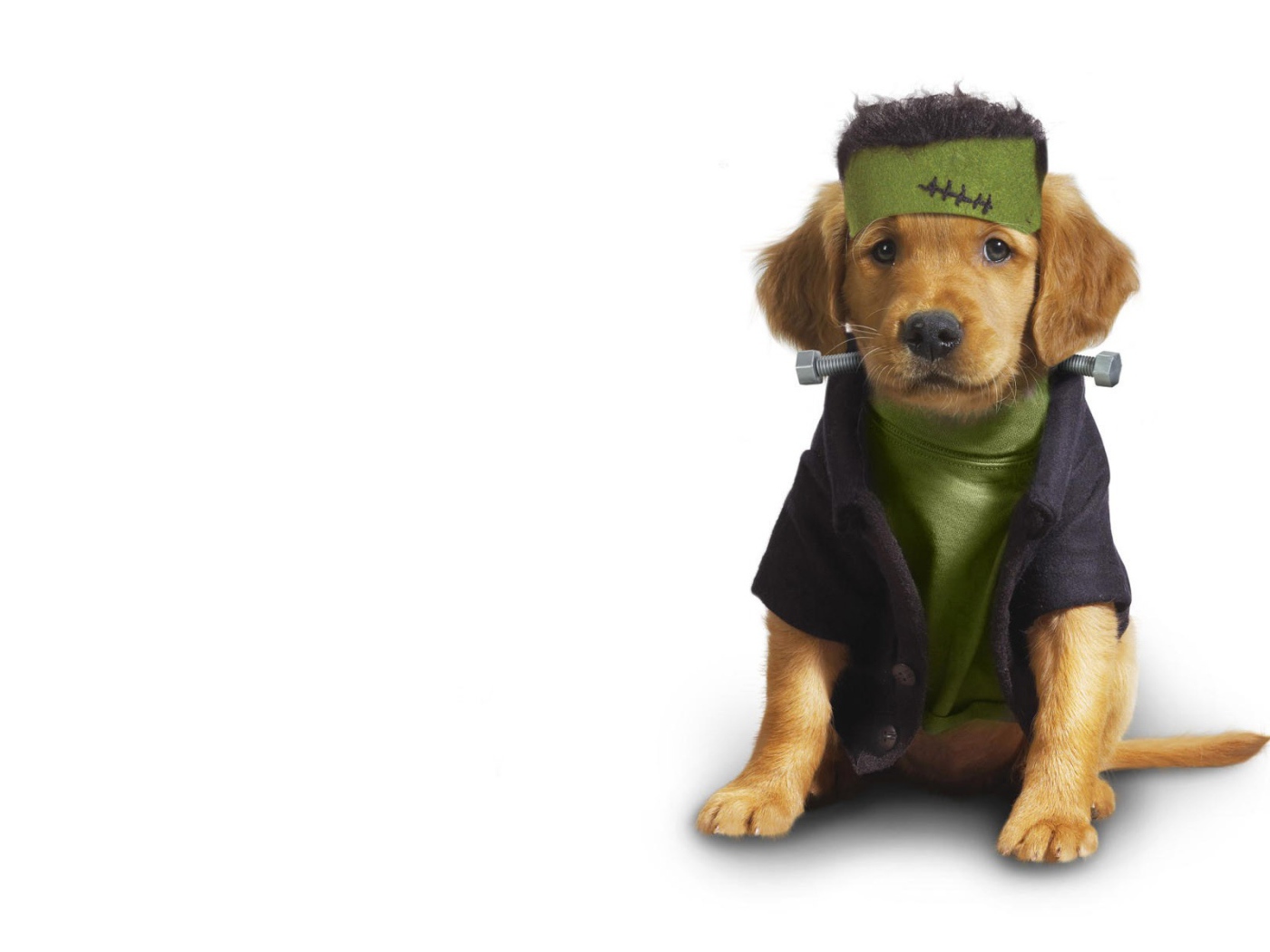 Собака в одежде