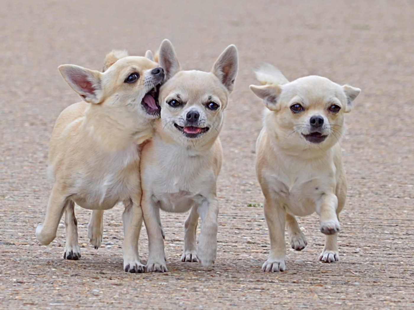 Чихуахуа на прогулке