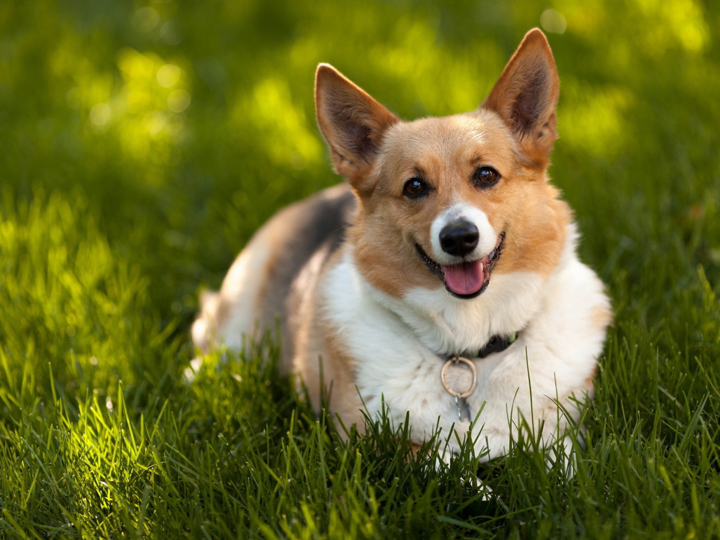 Преданный взгляд на хозяина