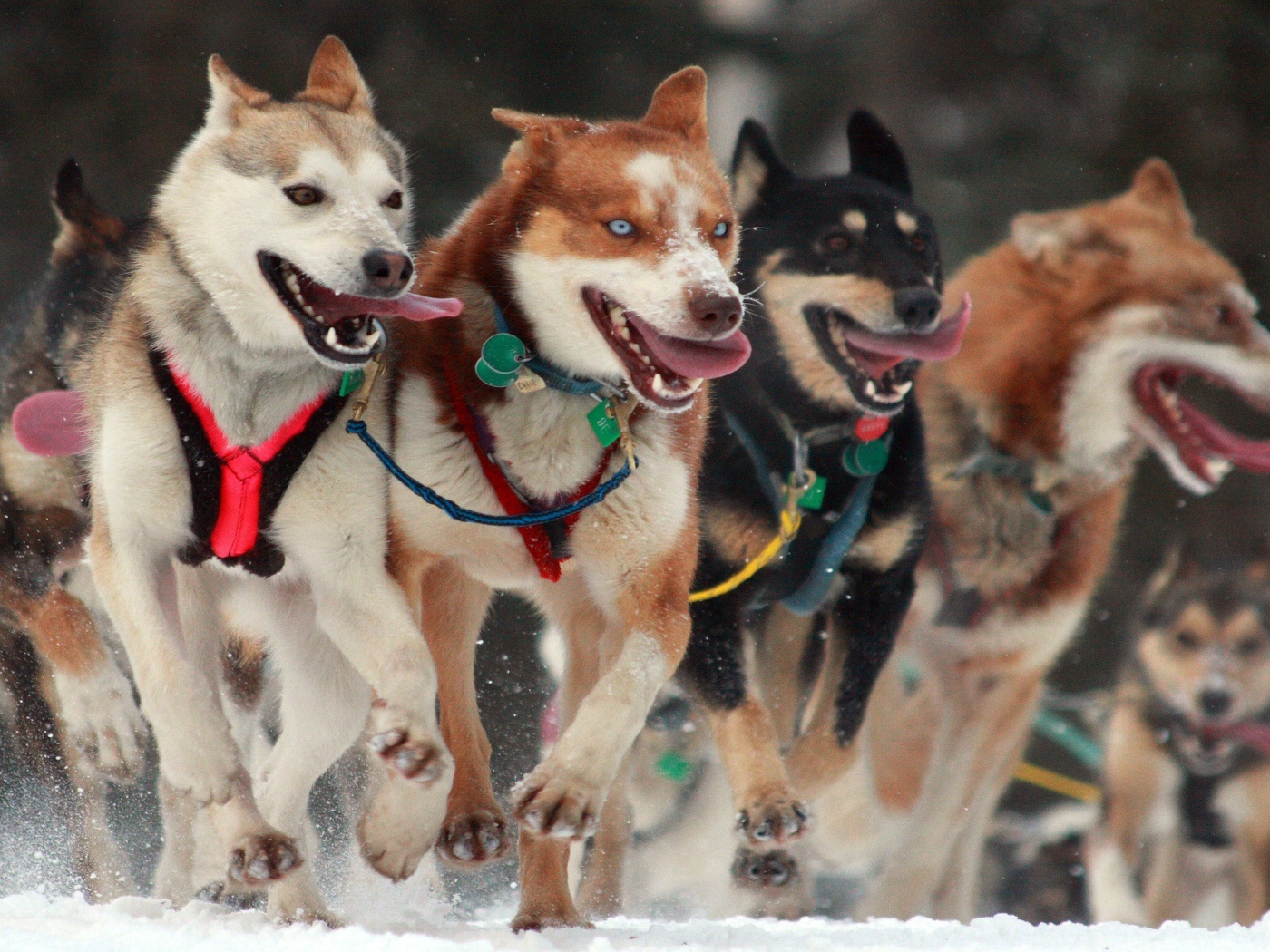 Собаки в упряжке