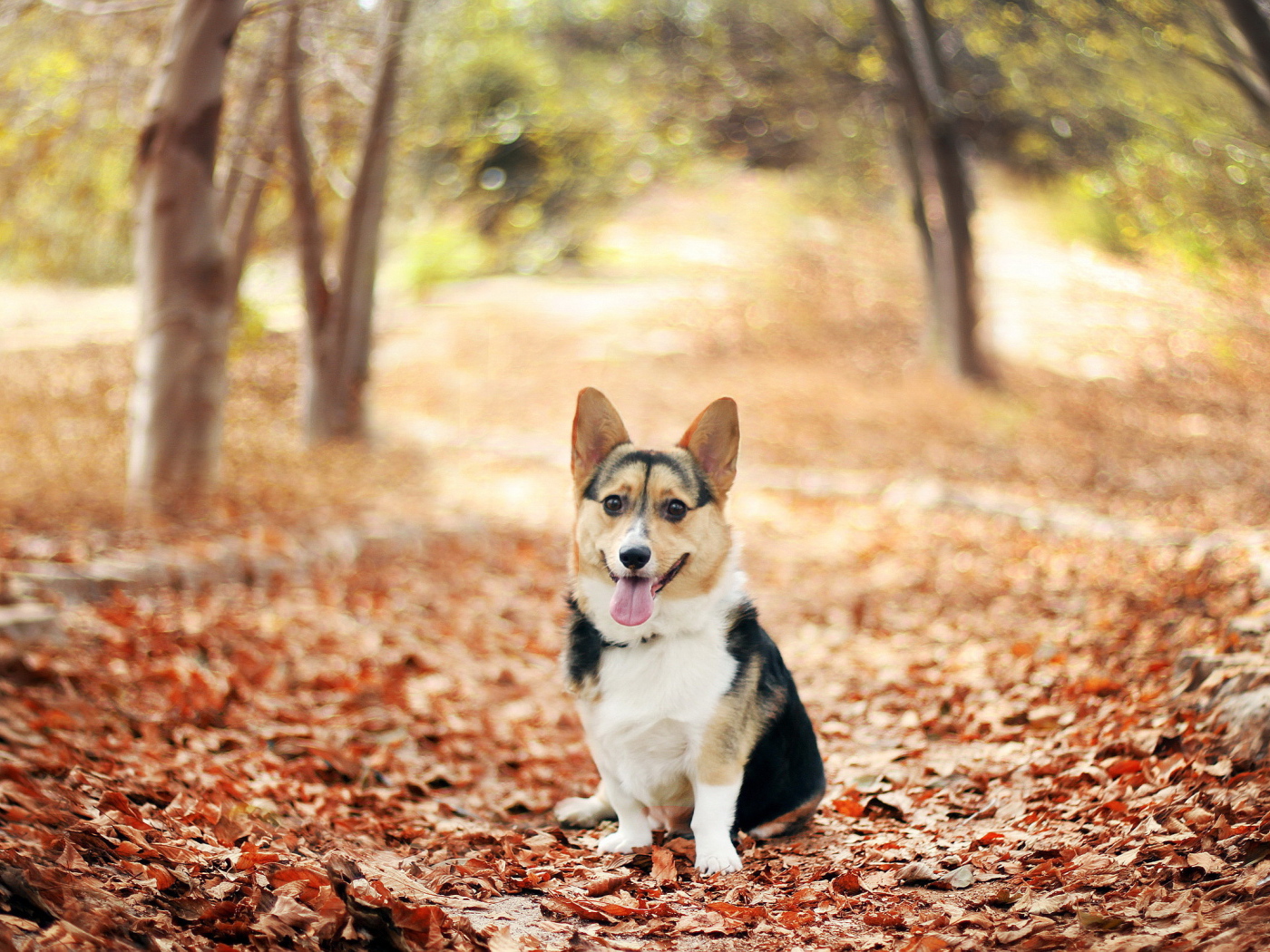 Собака на осенних листьях