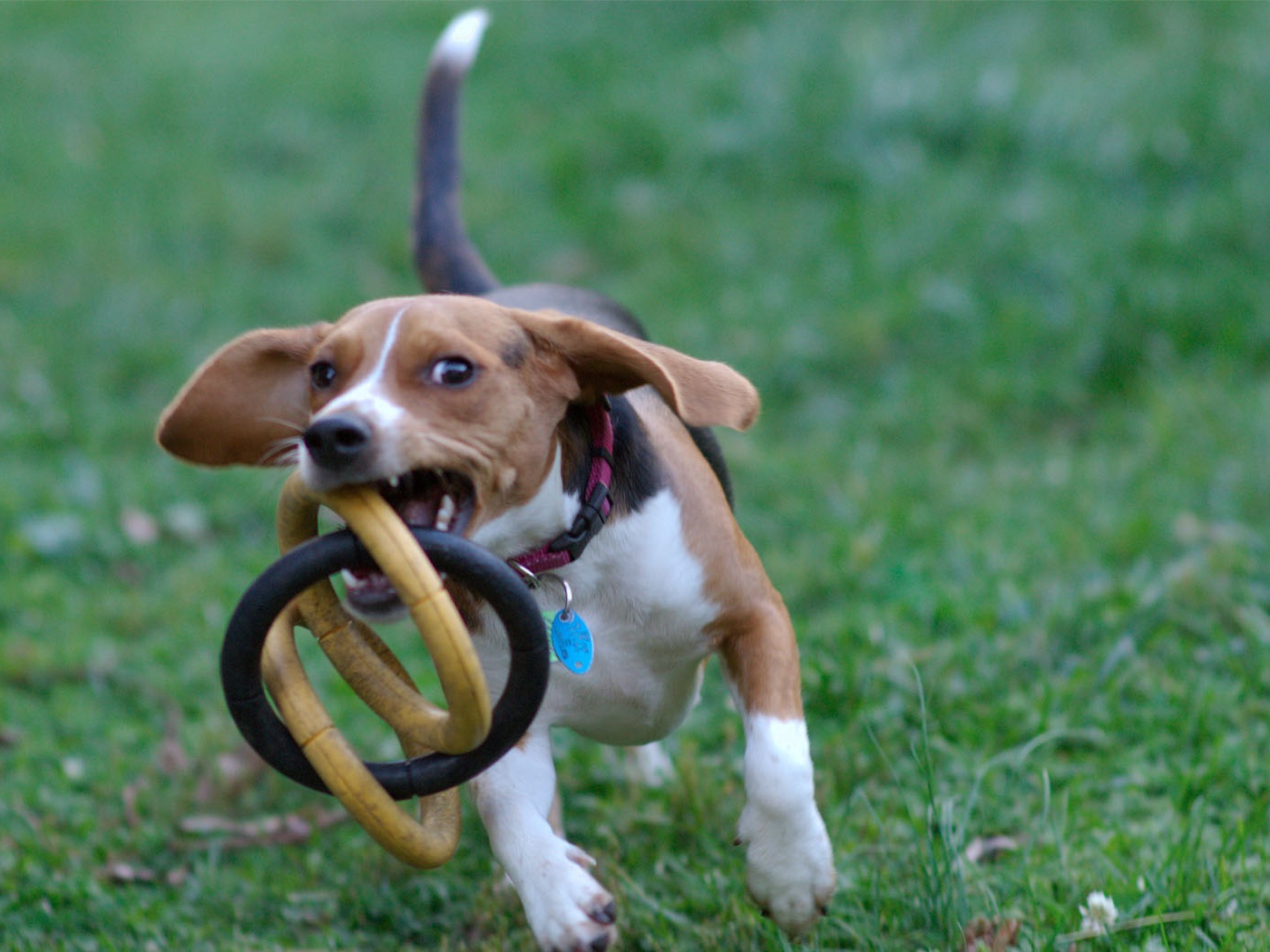 Собака бежит с игрушкой