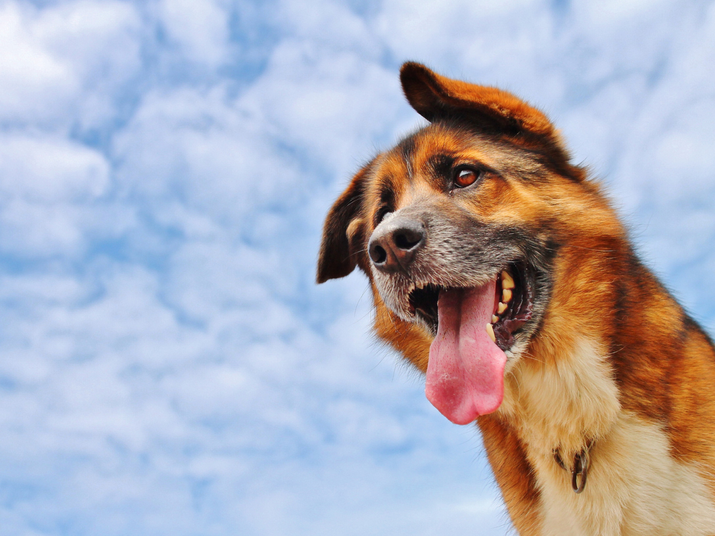 Собака высунула язык