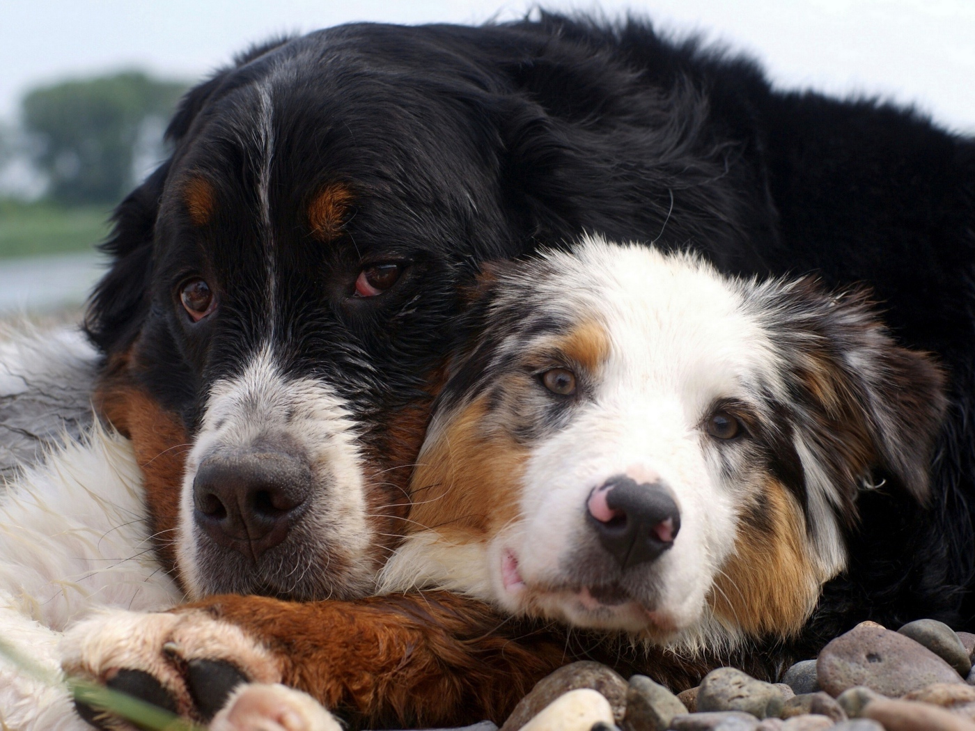 Друзья лежат на камнях