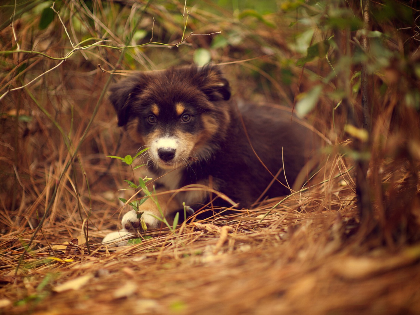 Щенок австралийского шефердса