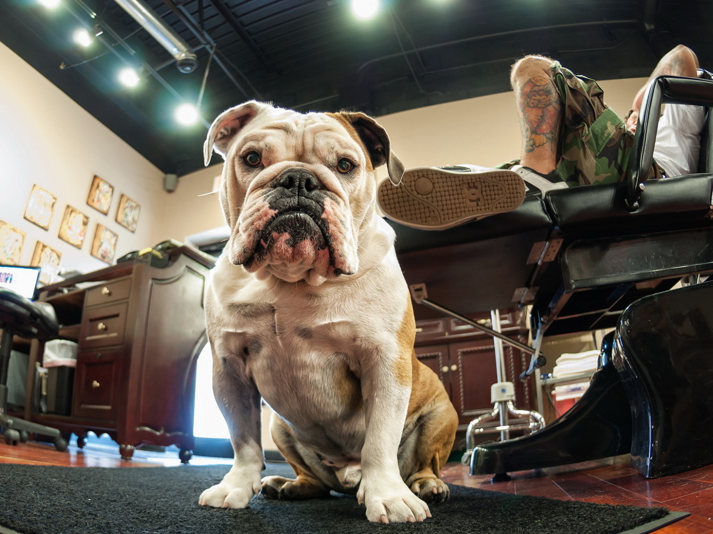 Собака у ног хозяина