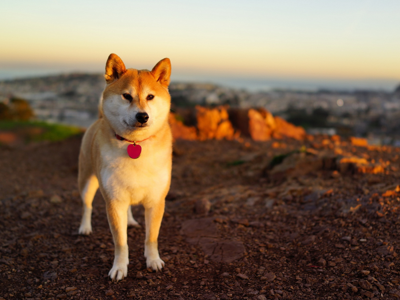 Собака в лучах заката