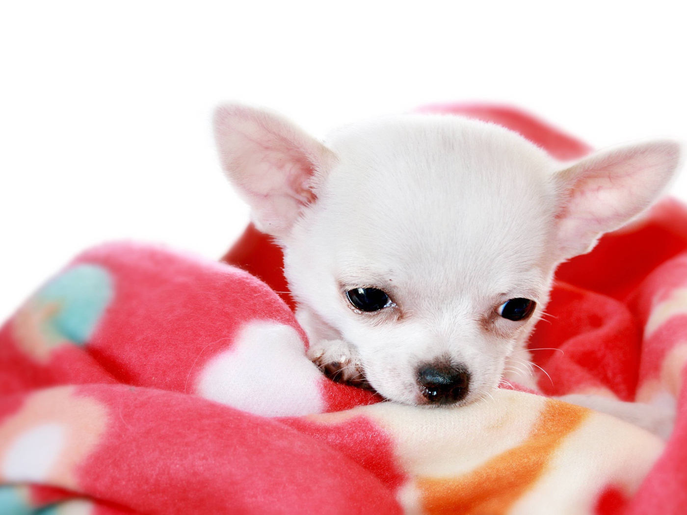 Маленькая чихуахуа на пледе