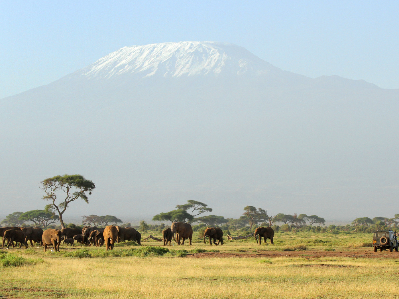 Слоны в красивой природе
