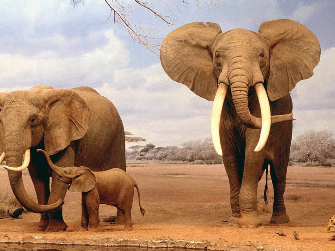 Семья африканских слонов