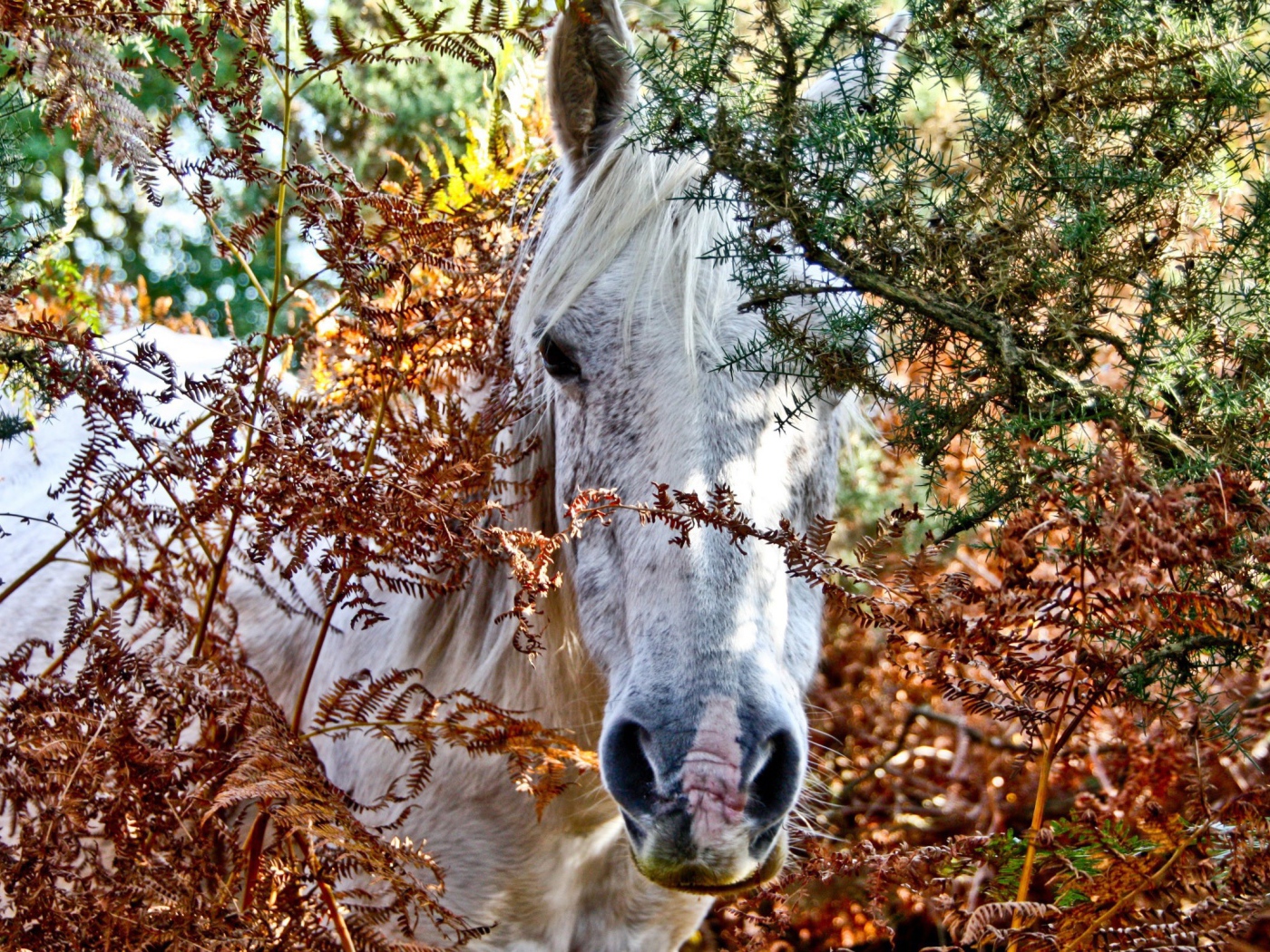Морда белой лошади