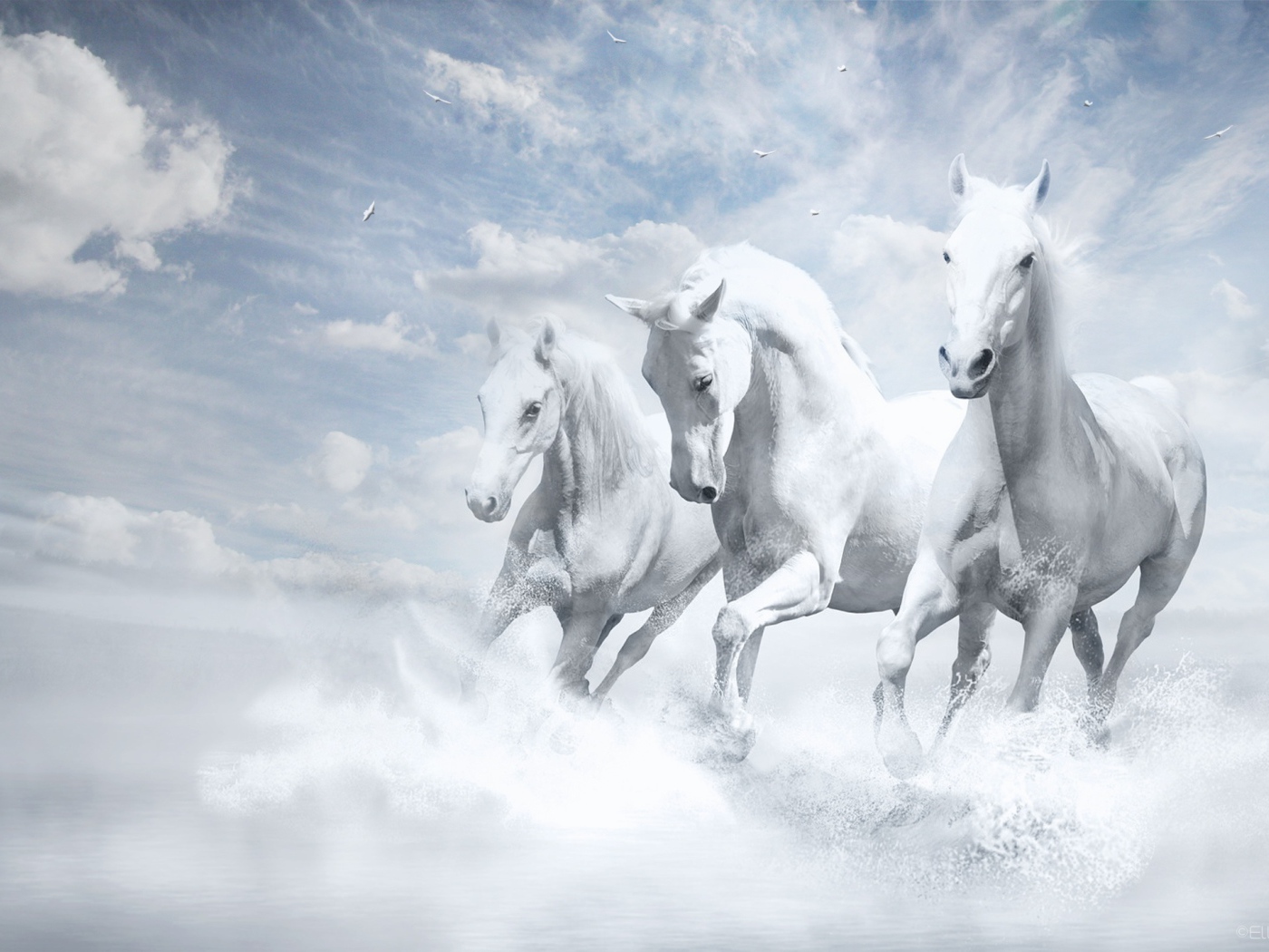 Белые лошади