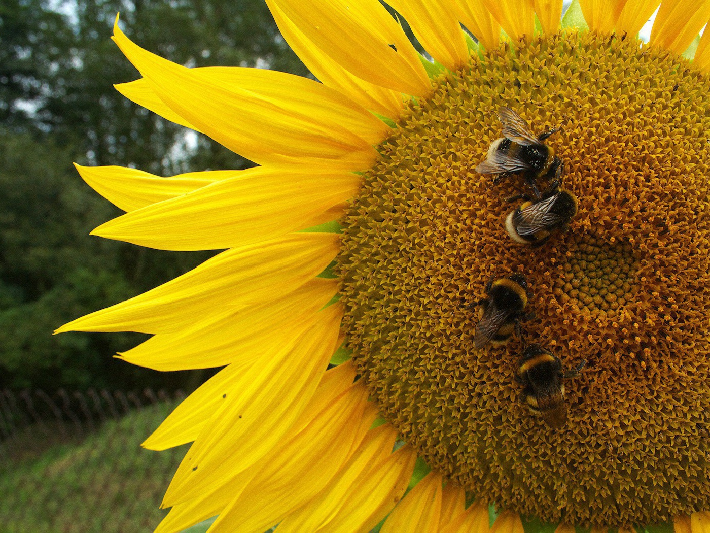 Пчелы на подсолнухе