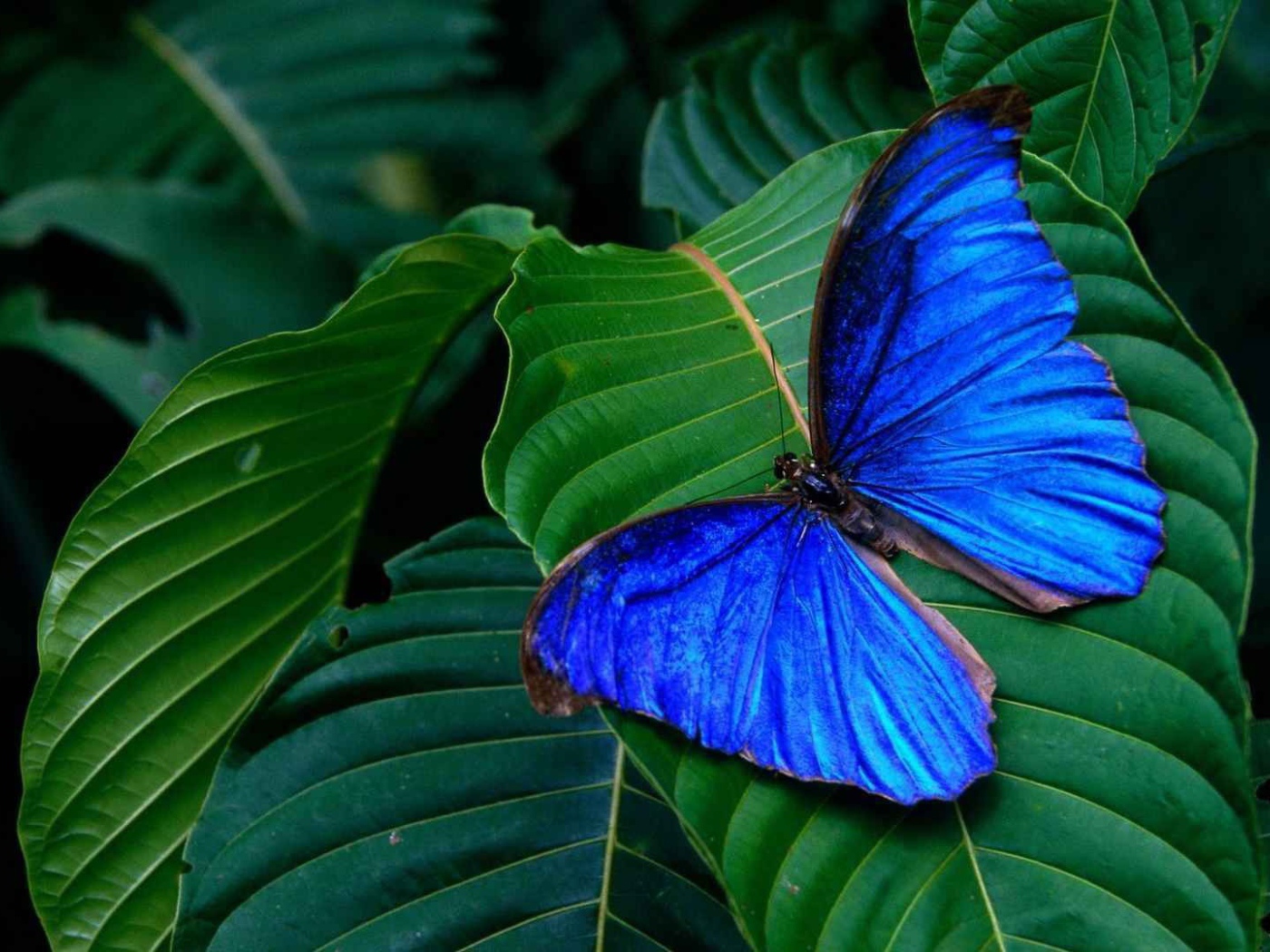 Синяя бабочка
