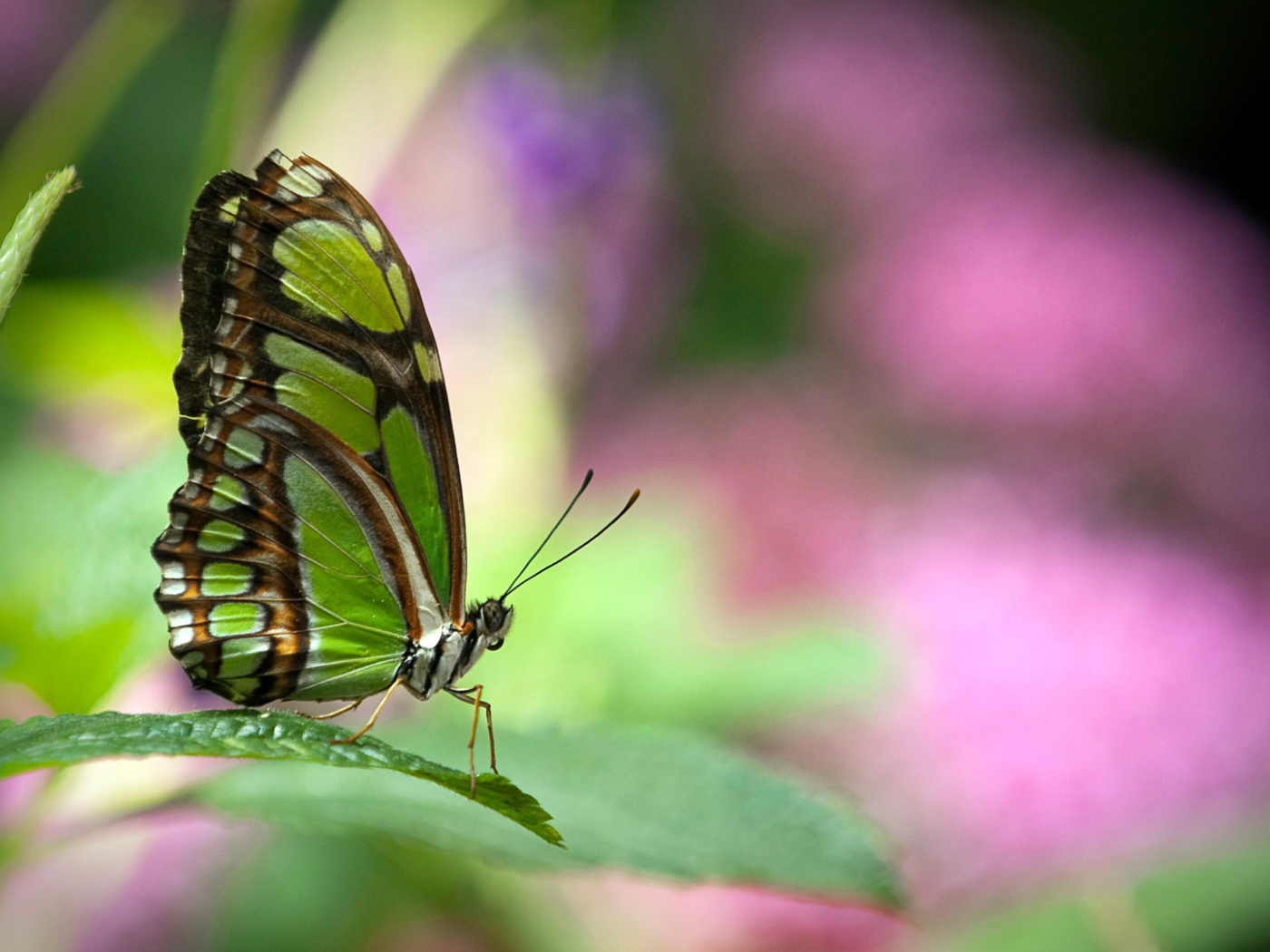 Зеленая бабочка