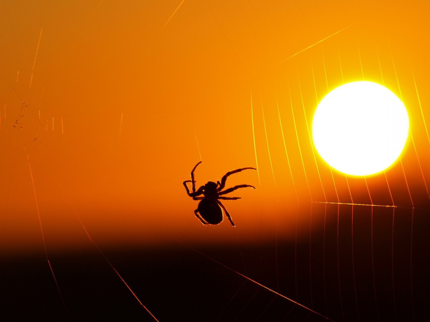 Паук на закате солнца