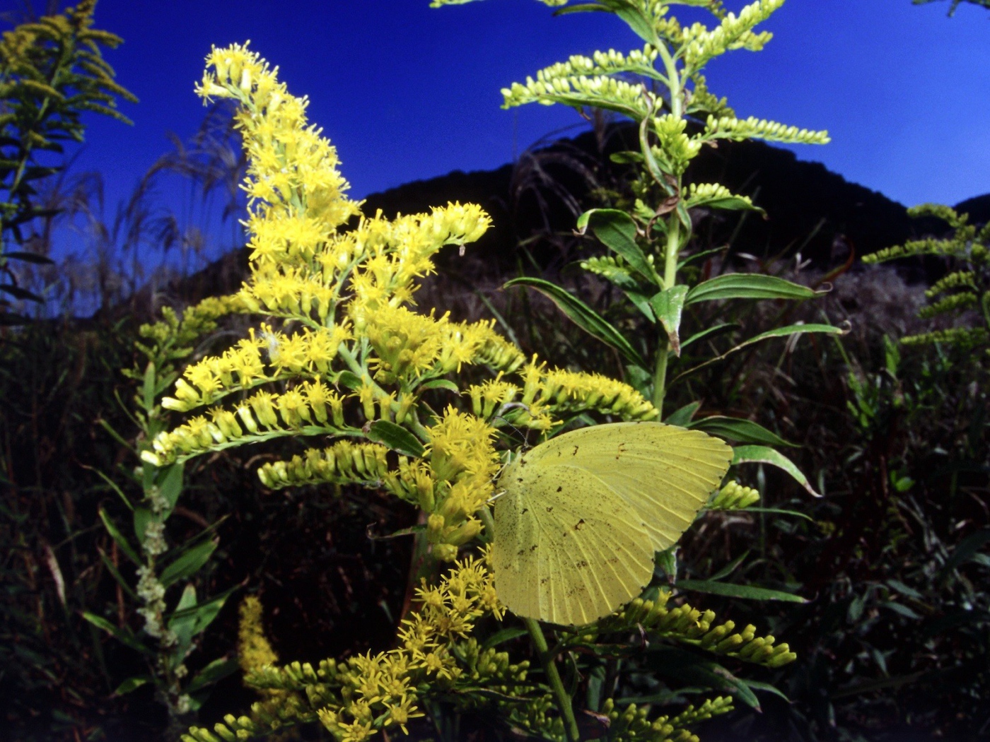 Бабочка на желтом цветке