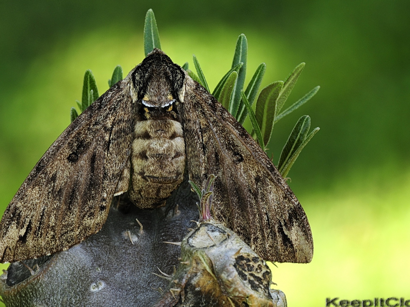 Большая серая моль