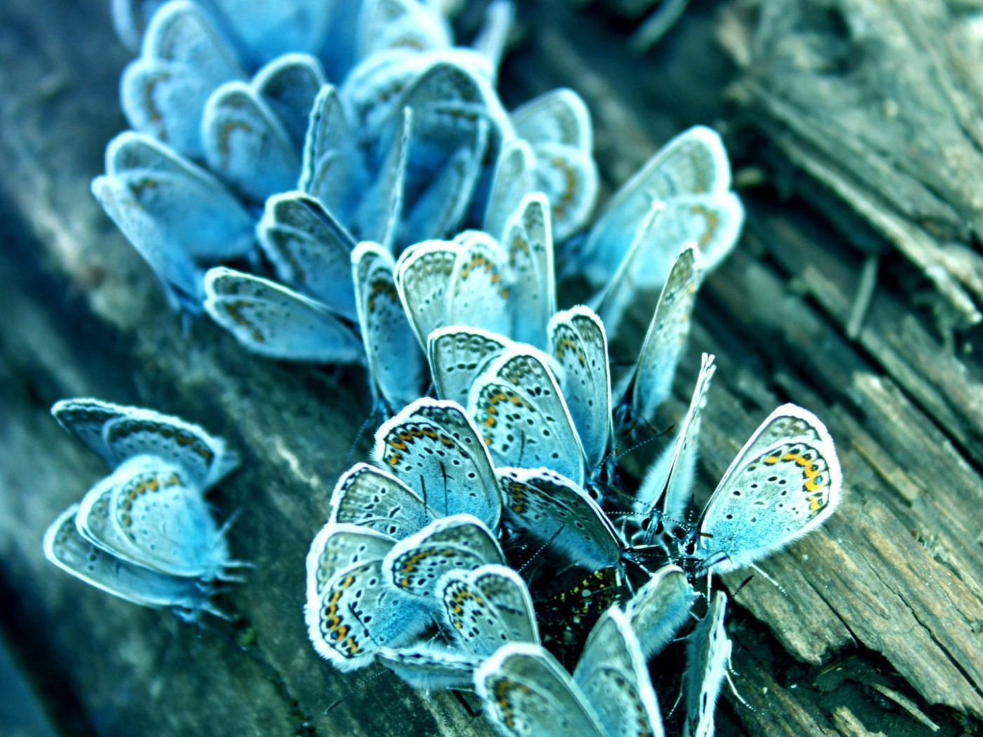 Голубые бабочки