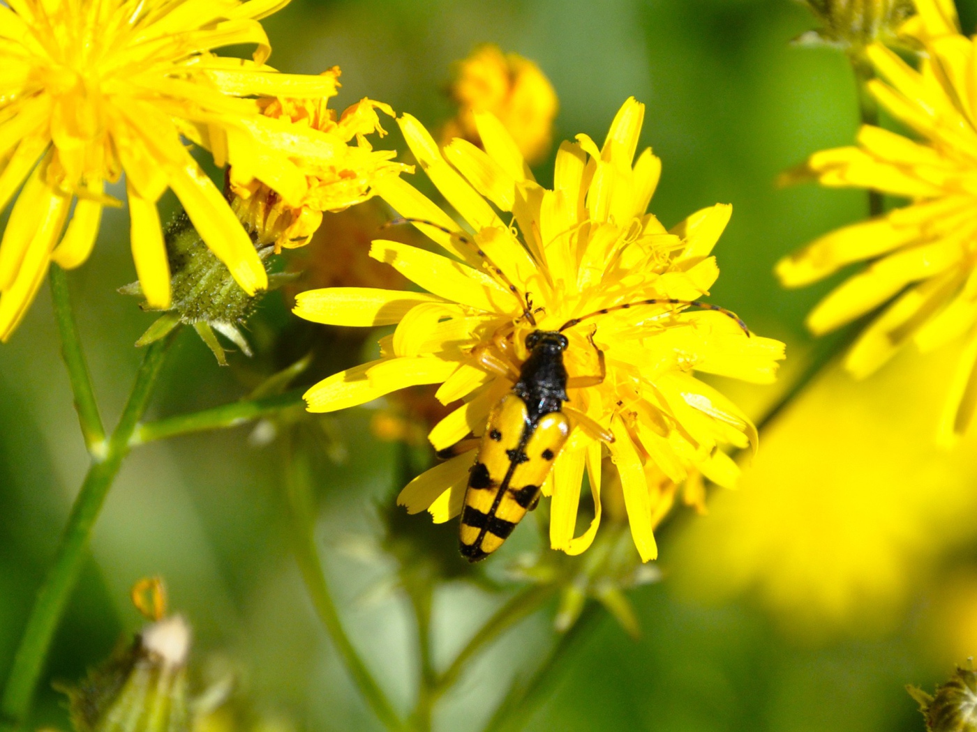 Жук на желтом цветке