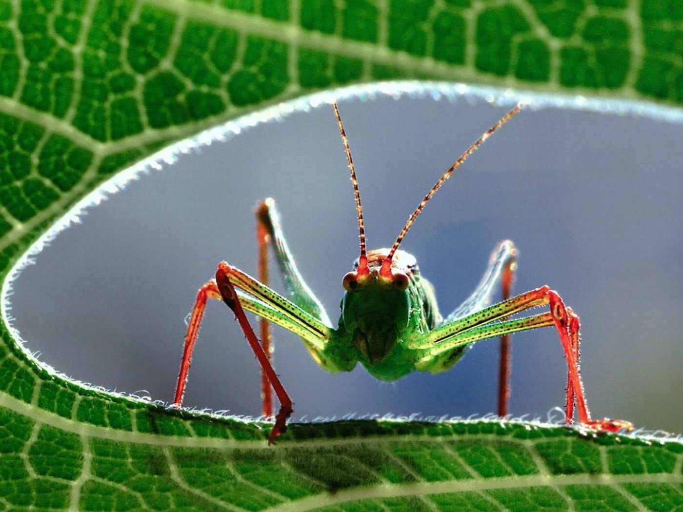 Кузнечик на листе