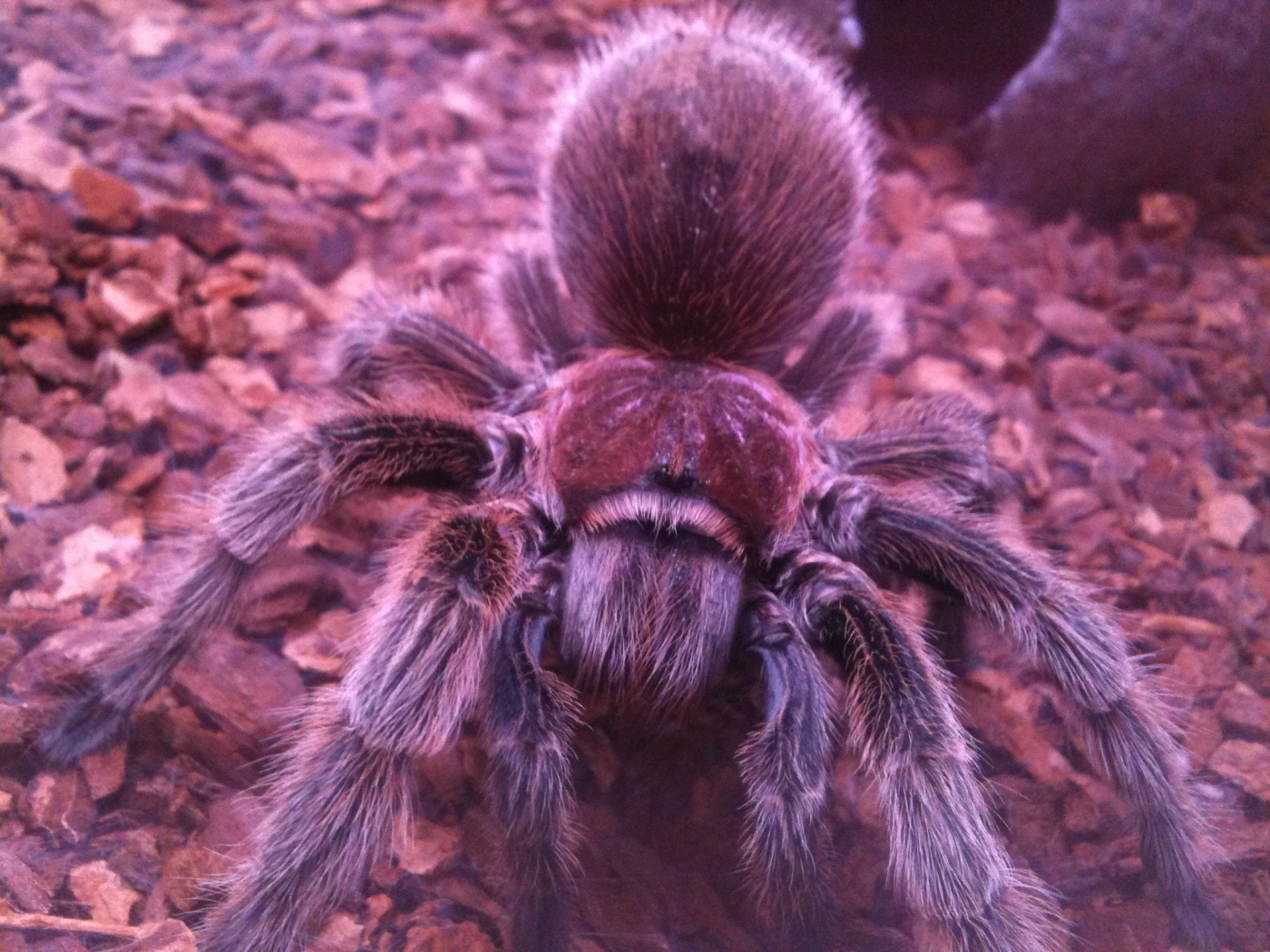 Паук тарантул