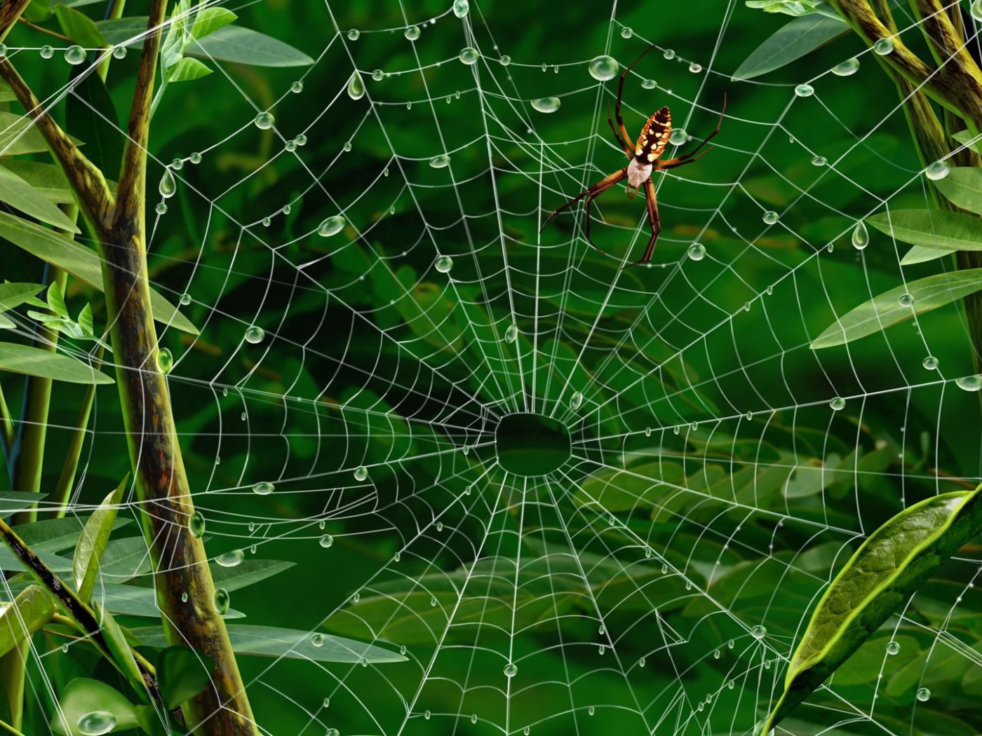 Паутина с каплями воды