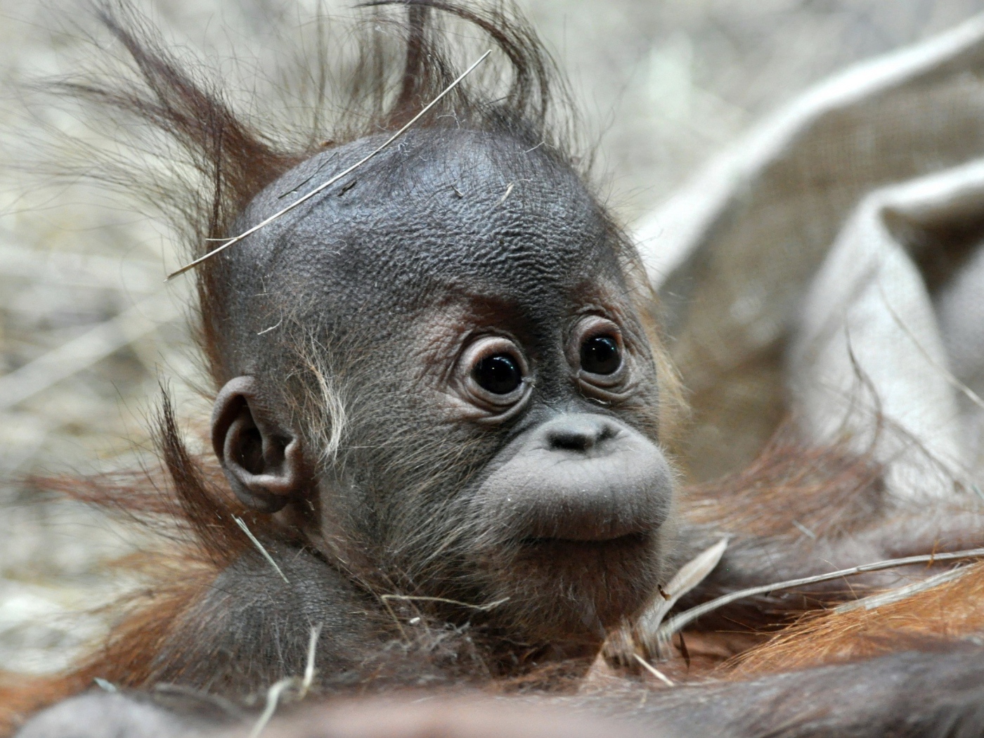 Детеныш обезьяны