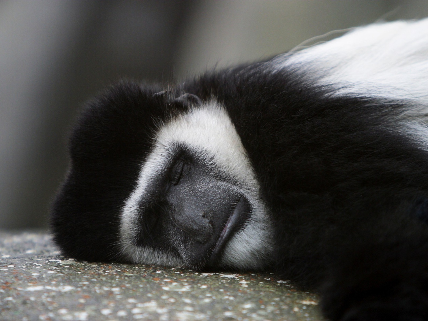 Обезьяна спит