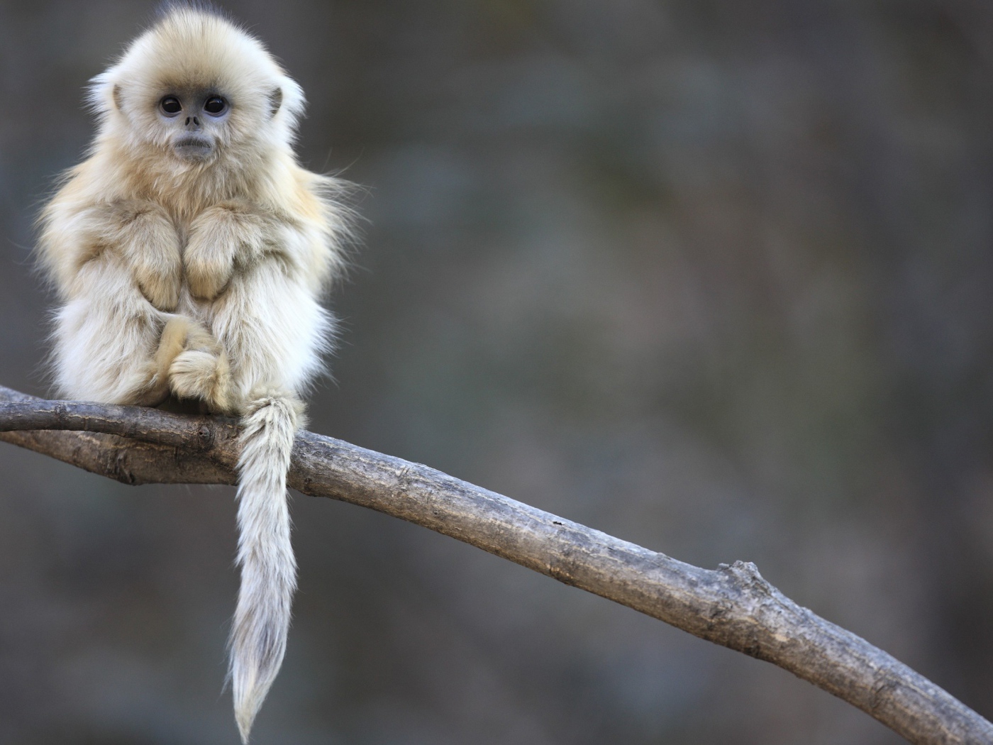 Маленькая обезьянка сидит на ветке
