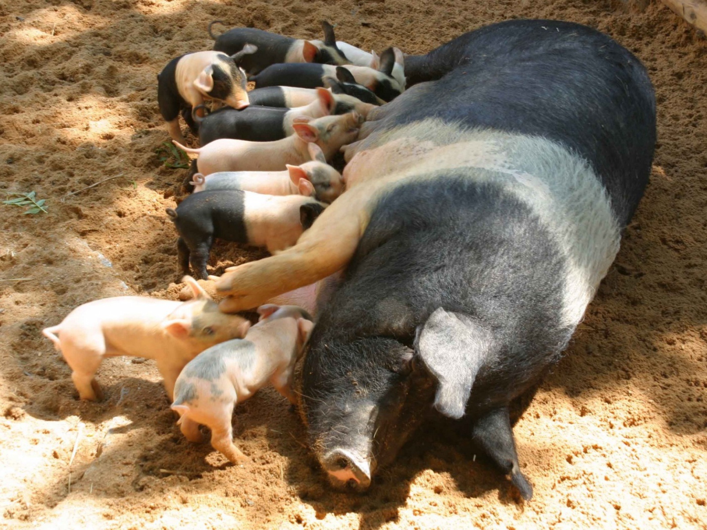 Свинья с поросятами