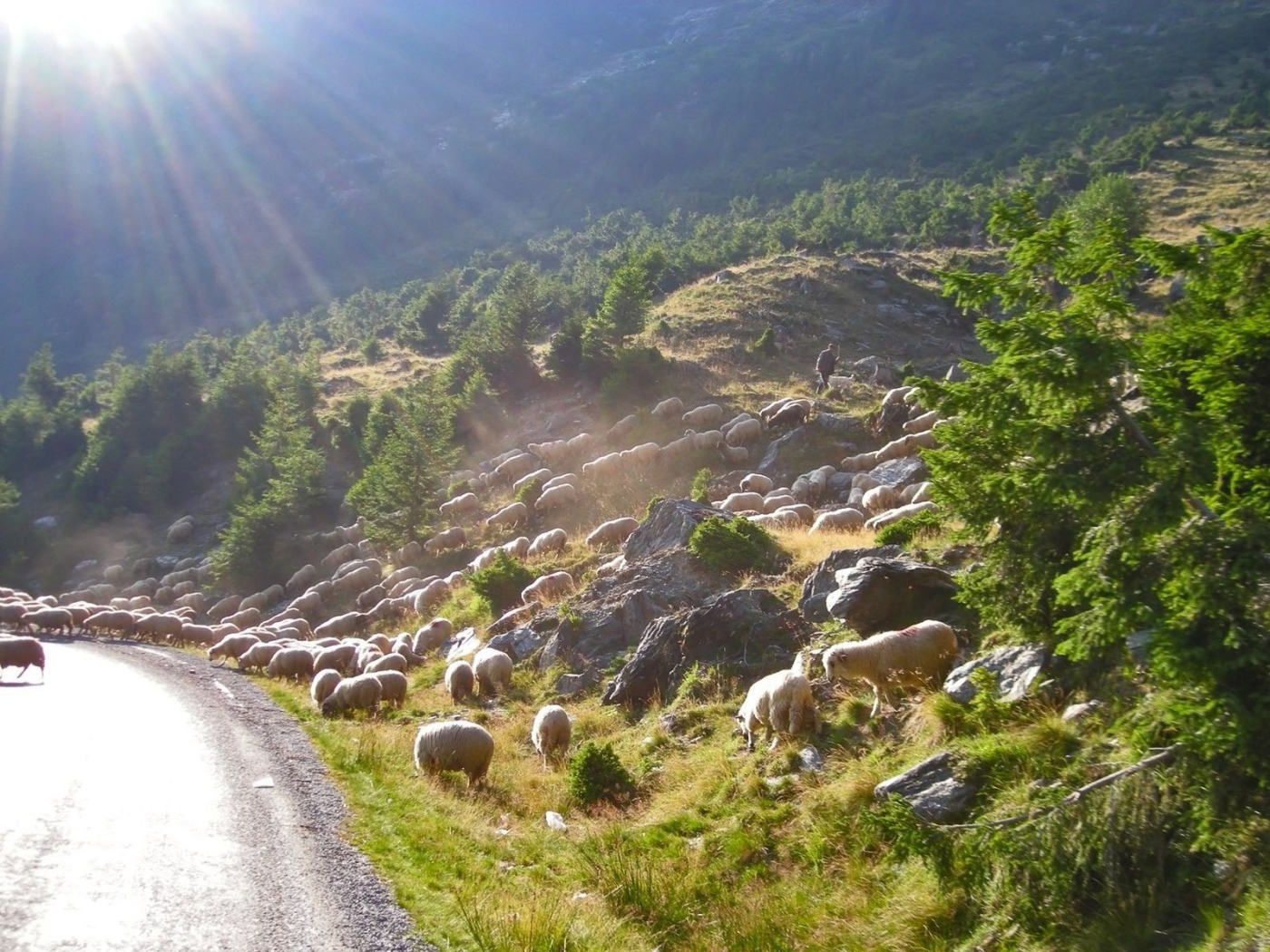 Стадо овец переходит дорогу