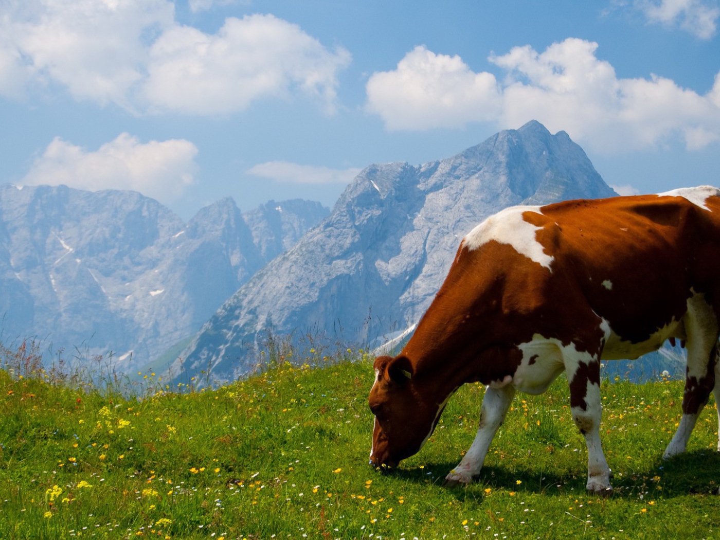 Корова на альпийском поле