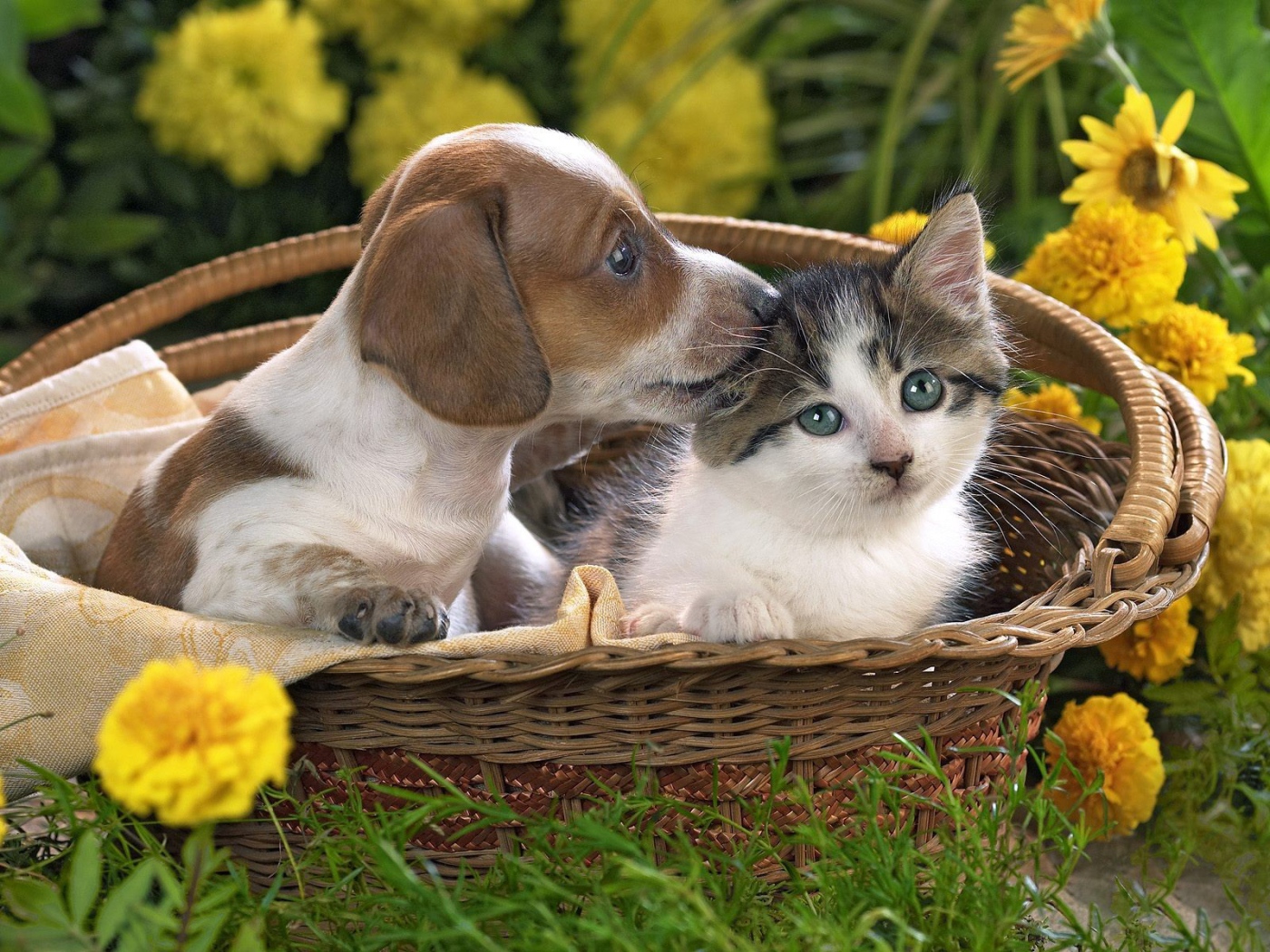 	   Puppy and kitty in one basket