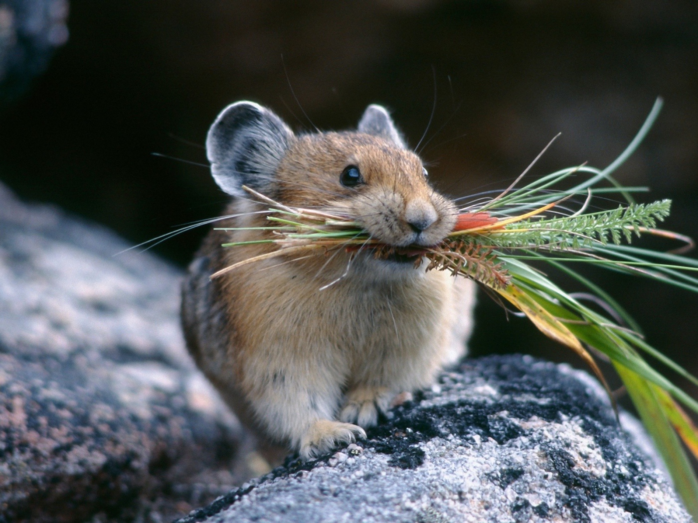 Хомяк с травой
