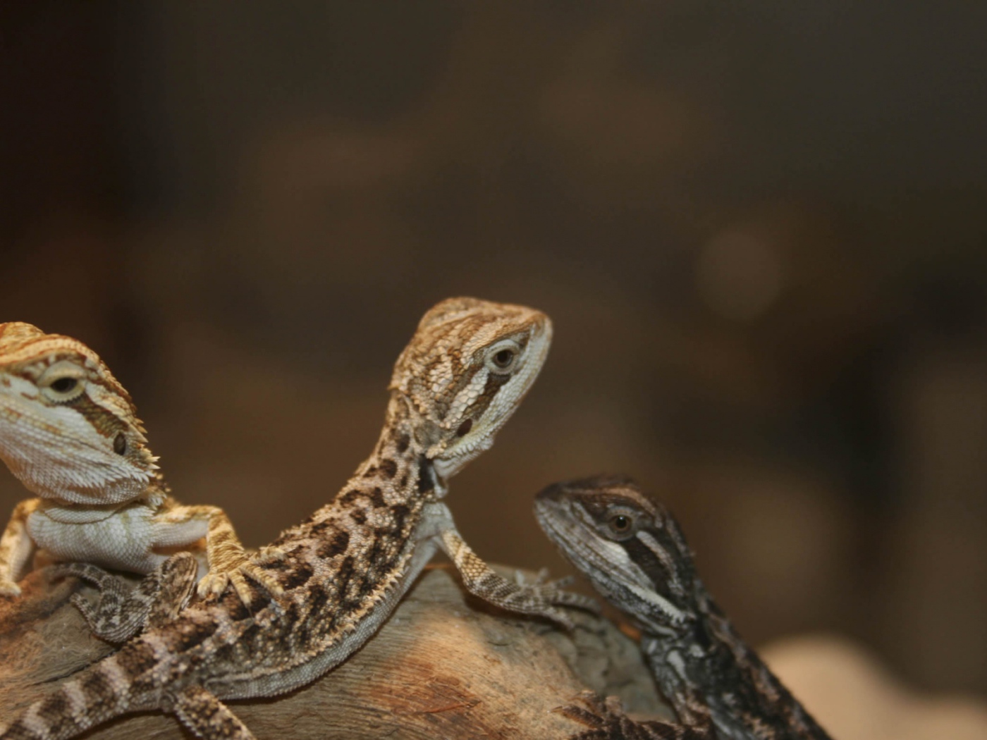 Бородатый дракон