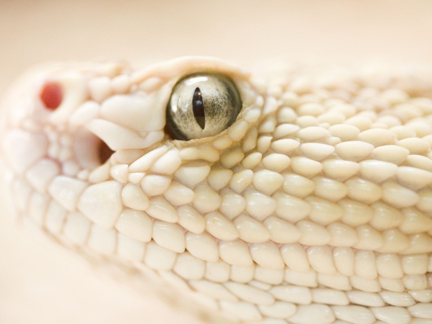 Опасная змея 